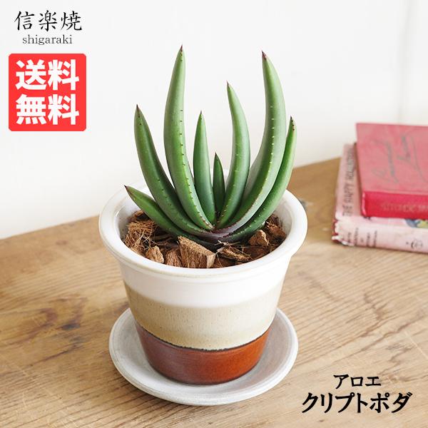 アロエ クリプトポダ 信楽焼 陶器鉢植え 茶色 送料無料 黒太刀（くろたち）観葉植物 多肉植物 ma...