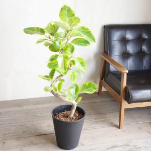 フィカス アルテシーマ ループ仕立て アルテシ...の詳細画像1