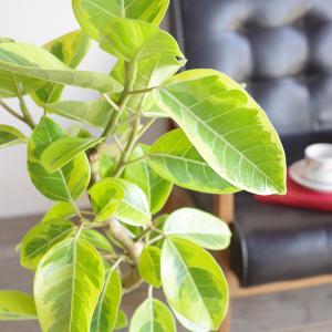 フィカス アルテシーマ ループ仕立て アルテシ...の詳細画像2