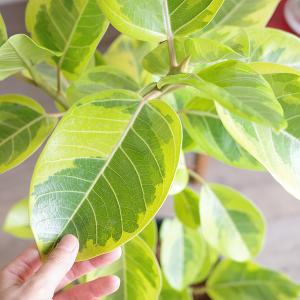 フィカス アルテシーマ ループ仕立て アルテシ...の詳細画像3