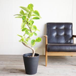 フィカス アルテシーマ ループ仕立て アルテシ...の詳細画像4