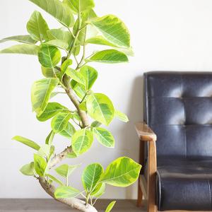 フィカス アルテシーマ ループ仕立て アルテシ...の詳細画像5