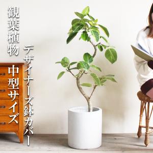 フィカス・ウンベラータ 曲がり 7号【カンサラ鉢カバー付き/ブラック