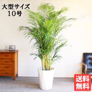 アレカヤシ 観葉植物 10号 大型 ヤシの木 おしゃれ 鉢植え 本物 大きい｜pg869