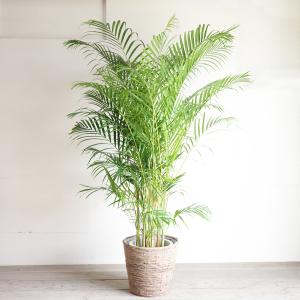 アレカヤシ 観葉植物 10号 大型 ヤシの木 ...の詳細画像2