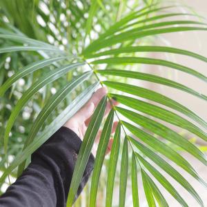 アレカヤシ 観葉植物 10号 大型 ヤシの木 ...の詳細画像3
