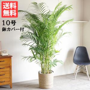 観音竹 カンノンチク 観葉植物 10号 大型 おしゃれ 鉢植え 本物 大きい