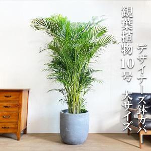 棕櫚竹 シュロチク 鉢カバー付 寒さに強い 観葉植物 送料無料 中型