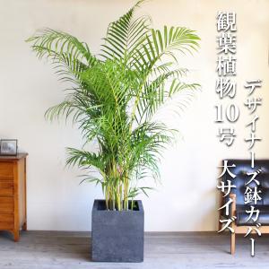 フェニックス ロベレニー 観葉植物 10号 大型 おしゃれ 鉢植え 本物