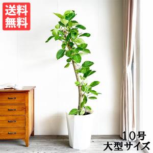 ［現品］80番　フィカス　アルテシマ　曲がり　10号　尺鉢　観葉植物　室内　大型 現品］80番 フィカス アルテシマ 曲がり 10号 尺鉢 観葉植物