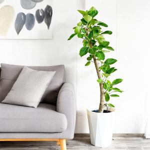 フィカス アルテシーマ 朴仕立て 観葉植物 1...の詳細画像2