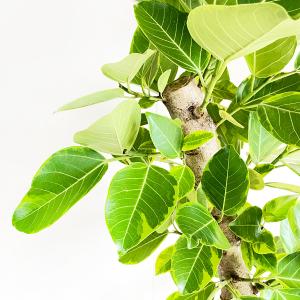 フィカス アルテシーマ 朴仕立て 観葉植物 1...の詳細画像4
