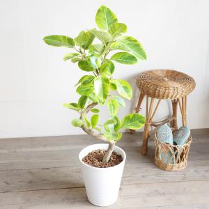 フィカス アルテシーマ ループ仕立て アルテシ...の詳細画像1