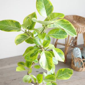 フィカス アルテシーマ ループ仕立て アルテシ...の詳細画像2