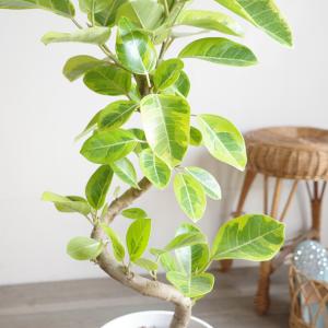 フィカス アルテシーマ ループ仕立て アルテシ...の詳細画像3