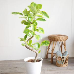 フィカス アルテシーマ ループ仕立て アルテシ...の詳細画像4