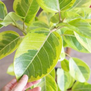 フィカス アルテシーマ ループ仕立て アルテシ...の詳細画像5