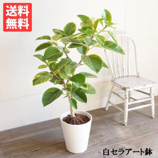 フィカス アルテシーマ 観葉植物 ホワイトセラアート鉢 送料無料 即日出荷 中型 本物 アルテシマ