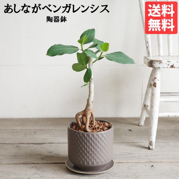 足付き フィカス ベンガレンシス 幹上がり ブラウン陶器鉢植え 北欧ヴィンテージ風 ベンガルゴムの木...