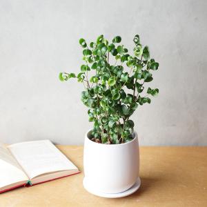 ベンジャミン バロック ホワイト陶器鉢植え 送...の詳細画像2