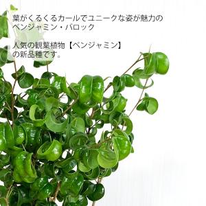ベンジャミン バロック ホワイト陶器鉢植え 送...の詳細画像3