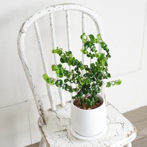 ベンジャミン バロック ホワイト陶器鉢植え 送...の詳細画像4