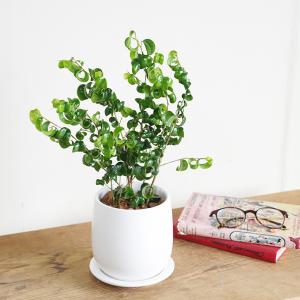 ベンジャミン バロック ホワイト陶器鉢植え 送...の詳細画像5