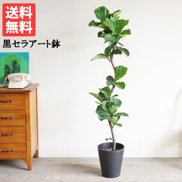 カシワバゴム バンビーノ カシワバゴムの木 S字仕立て フィカス 観葉植物 ブラックセラアート鉢 大...