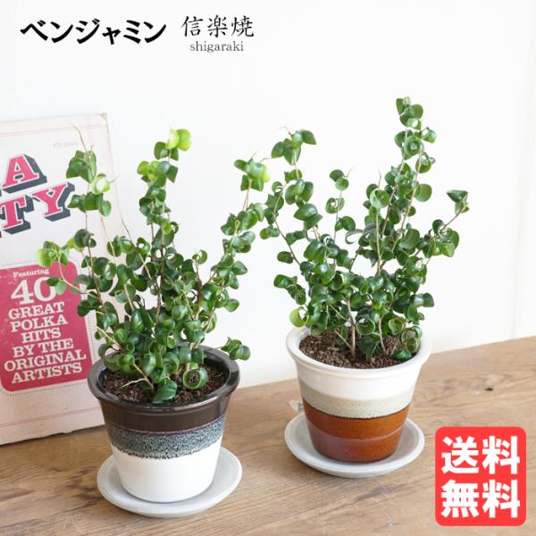 観葉植物 ベンジャミン バロック 信楽焼 陶器鉢植え 卓上サイズ 送料無料 made in japa...