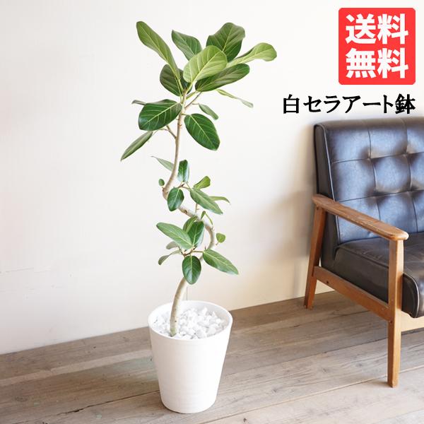 フィカス ベンガレンシス S字仕立て ベンガルゴムの木 観葉植物 ホワイトセラアート鉢植え 8号 送...