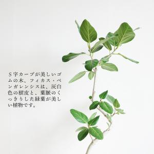フィカス ベンガレンシス S字仕立て ベンガル...の詳細画像5