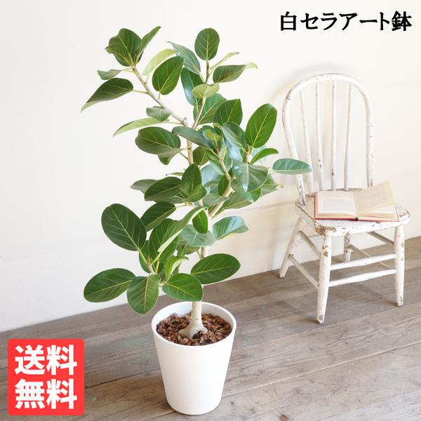 フィカス ベンガレンシス ベンガルゴムの木 観葉植物 ホワイトセラアート鉢植え 8号 送料無料 即日...