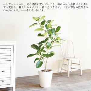 フィカス ベンガレンシス ベンガルゴムの木 観...の詳細画像2