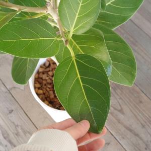 フィカス ベンガレンシス ベンガルゴムの木 観...の詳細画像5