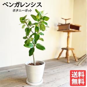 フィカス ベンガレンシス ベンガルゴムの木 ボタ...の商品画像