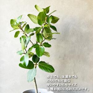 フィカス ベンガレンシス ベンガルゴムの木 ボ...の詳細画像3