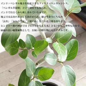 フィカス ベンガレンシス S字仕立て ベンガル...の詳細画像2