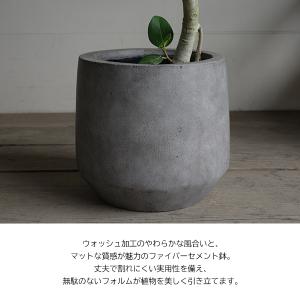 フィカス ベンガレンシス S字仕立て ベンガル...の詳細画像3