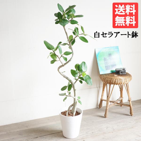 フィカス ベンガレンシス 大きめ ベンガルゴムの木 観葉植物 ホワイトセラアート鉢 送料無料 即日出...