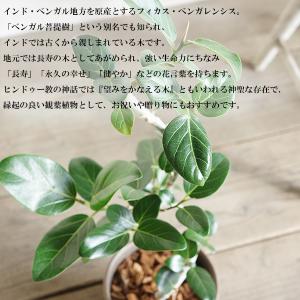 フィカス ベンガレンシス s字樹形 ブラウン陶...の詳細画像2