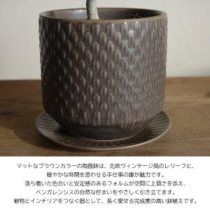 フィカス ベンガレンシス s字樹形 ブラウン陶...の詳細画像3