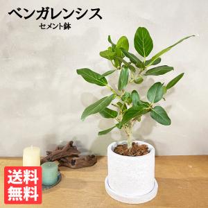 ベンガルゴムの木の商品一覧 通販 Yahoo ショッピング