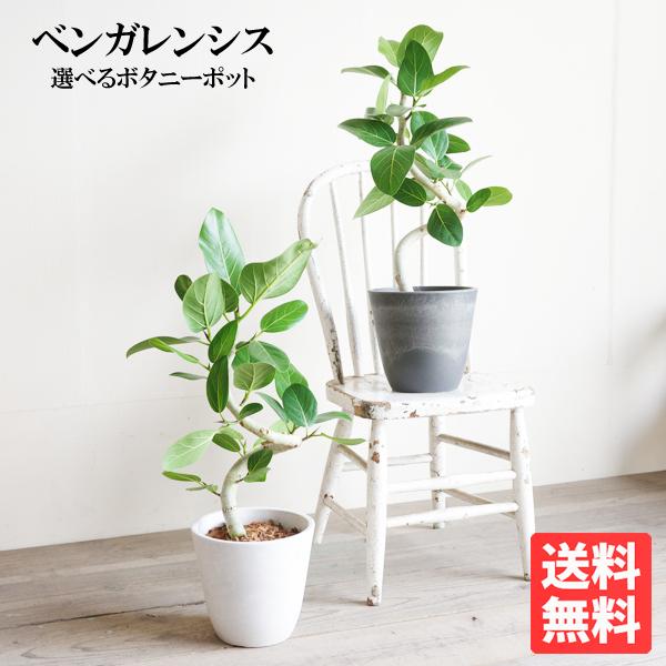 フィカス ベンガレンシス Ｓ字樹形 ベンガルゴムの木 ボタニープランター植え 選べる鉢色 6号 観葉...