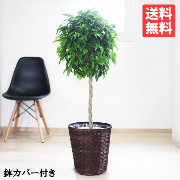 ベンジャミン ８号鉢 鉢カバー付 観葉植物 送料無料 ゴムの木 フィカス ベンジャミナ 大型
