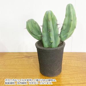ボタニカルソイル 1L×2袋 観葉植物 土 虫...の詳細画像4