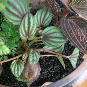 ボタニカルソイル 1L×2袋 観葉植物 土 虫...の詳細画像5