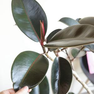 フィカス バーガンディ ループ 観葉植物 ブラ...の詳細画像1