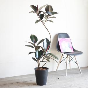 フィカス バーガンディ ループ 観葉植物 ブラ...の詳細画像4
