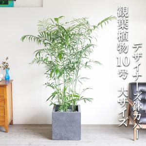 ポニーテール 観葉植物 縦ライン セメント鉢植え トックリラン ノリナ