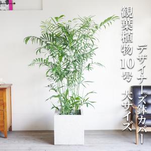 観音竹 カンノンチク 観葉植物 10号 大型 おしゃれ 鉢植え 本物 大きい